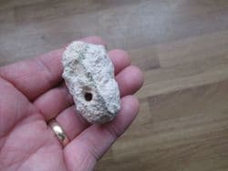 Weevil pupal case  Leptopius  duponti