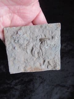 Westbury on Severn Coprolite