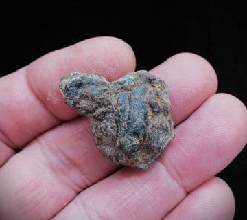 Westbury on Severn Coprolite