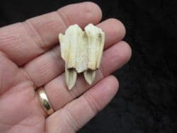 White tailed deer tooth
