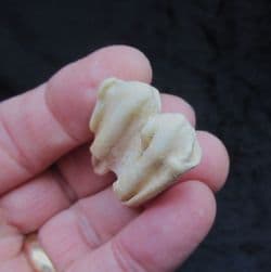 White tailed deer tooth