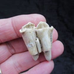 White tailed deer tooth
