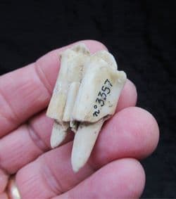 White tailed deer tooth