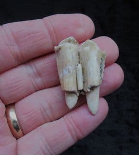 White tailed deer tooth