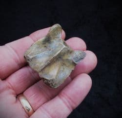 Wolf Vertebra Canis lupus