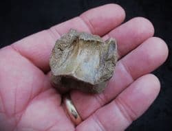 Wolf Vertebra Canis lupus