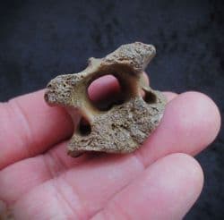 Wolf Vertebra Canis lupus