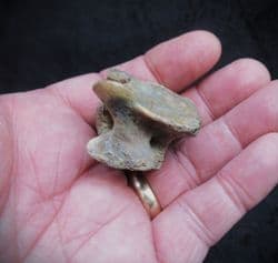 Wolf Vertebra Canis lupus