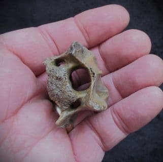 Wolf Vertebra Canis lupus
