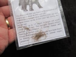 Wooly Mammoth hair !