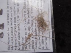Wooly Mammoth hair !