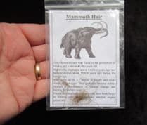 Wooly Mammoth hair !