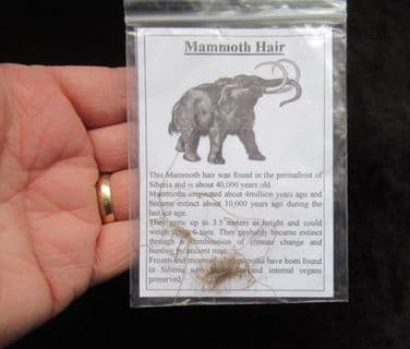 Wooly Mammoth hair !