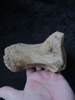 Wooly Mammoth Toe bone!
