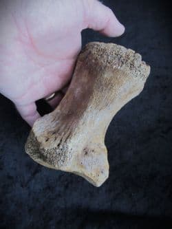 Wooly Mammoth Toe bone!