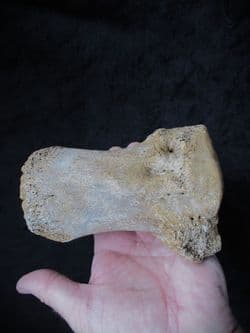 Wooly Mammoth Toe bone!