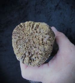 Wooly Mammoth Toe bone!