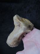 Wooly Mammoth Toe bone!