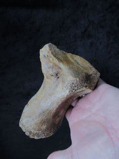 Wooly Mammoth Toe bone!