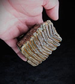 Wooly Mammoth Tooth
