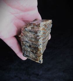 Wooly Mammoth Tooth