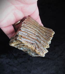Wooly Mammoth Tooth
