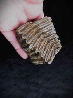 Wooly Mammoth Tooth