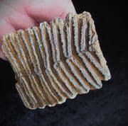 Wooly Mammoth Tooth