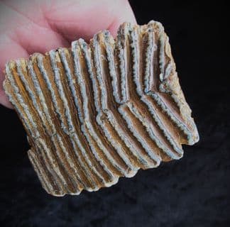 Wooly Mammoth Tooth