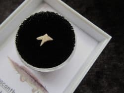 Xenacanthus Freshwater Shark tooth