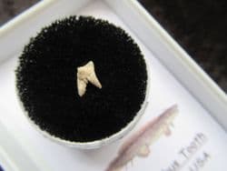 Xenacanthus Freshwater Shark tooth