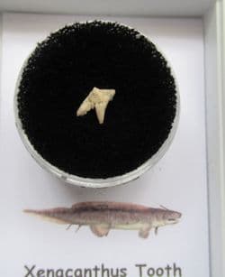 Xenacanthus Freshwater Shark tooth