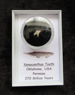 Xenacanthus Freshwater Shark tooth