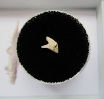 Xenacanthus Freshwater Shark tooth