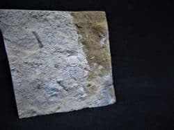 Zacanthoides species from Utah