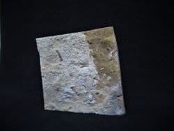 Zacanthoides species from Utah