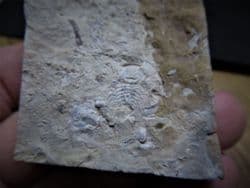 Zacanthoides species from Utah