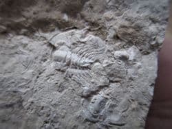 Zacanthoides species from Utah