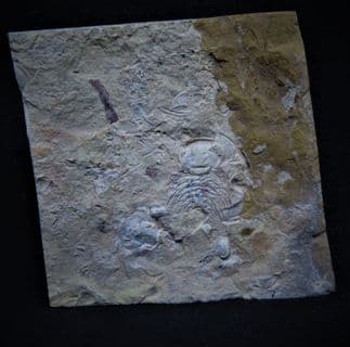 Zacanthoides species from Utah