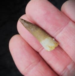 Zarafasaurus oceanis Plesiosaur tooth