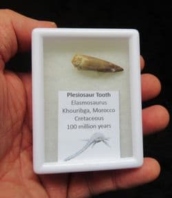 Zarafasaurus oceanis Plesiosaur tooth