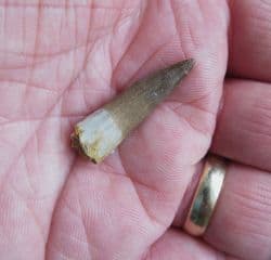 Zarafasaurus oceanis Plesiosaur tooth