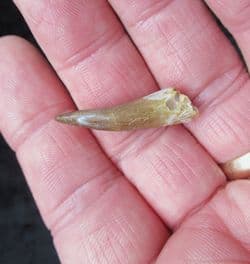 Zarafasaurus oceanis Plesiosaur tooth