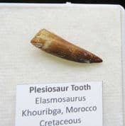 Zarafasaurus oceanis Plesiosaur tooth