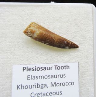 Zarafasaurus oceanis Plesiosaur tooth