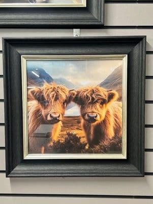 HighLand Cows