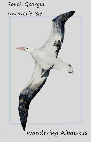 SALE ** Albatross T Towel ** SALE