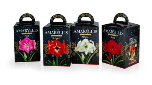 Deree Gift Kits - Amaryllis