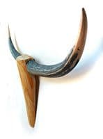 Cattle Skull Wall Art - STYLE NO.1