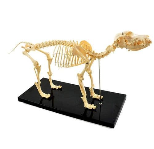 Budget Canine Skeleton Medium XC-003